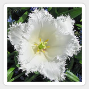 White Fringed Tulip Sticker